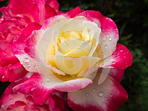 Soft close-up of beautiful rose Double Delight. Luxurious purple rose with yellow heart. Rose petals are covered with rain drops