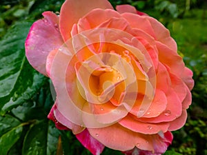 Soft close-up of beautiful yellow orange with red rose Ambiance. Petals are covered with raindrops or morning dew against the back