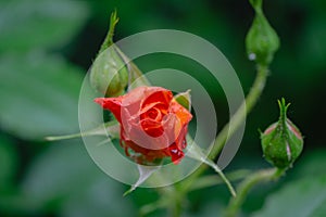 Soft close-up of bright orange beautiful rose Westerland with buds after rain on green leaves background photo