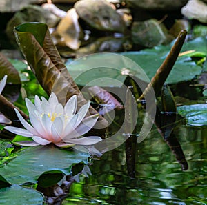 Soft close-up bright pink water lily or lotus flower Marliacea Rosea in old pond. Beautiful Nymphaea in sunlight