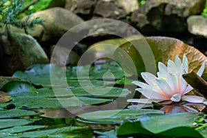 Soft close-up bright pink water lily or lotus flower Marliacea Rosea in old pond. Beautiful Nymphaea in sunlight