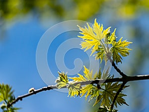 Soft close-up focus of young green graceful leaves of Acer saccharinum against background of blurry spring garden