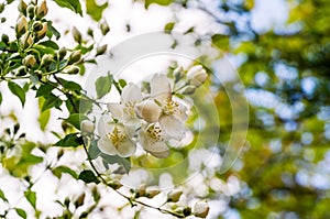 Soft close-up of jasmine flowers Philadelphus lewisii on bush with  blurred bokeh background in spring garden.