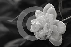 Soft closeup macro of a black and white Peony