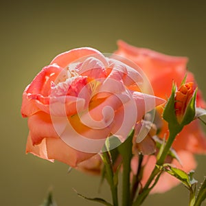 Soft closeup of a red rose