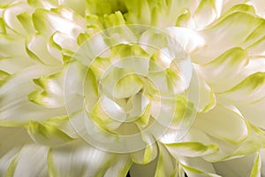 Soft closeup of white Chrysant flower petals with warm tint