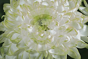 Soft closeup of white Chrysant flower petals with warm tint