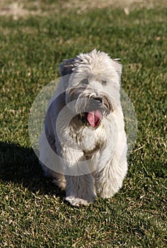 Soft Coated Wheaten Terrier