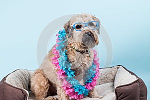 Soft-coated Wheaten Terrier in blue glasses and tropical blue and pink necklaces