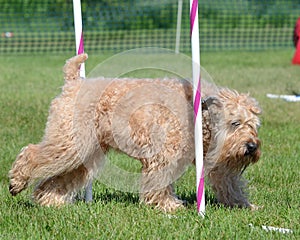 Soft-Coated Wheaten Terrier at a Dog Agility Trial