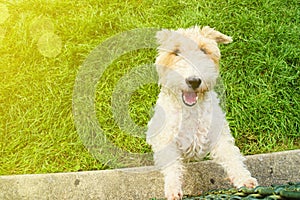 Soft Coated Wheaten Terrier Dog Breed photo