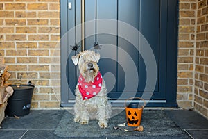 Soft Coated Wheaten Terrier dressed for Halloween and sitting in front of a door