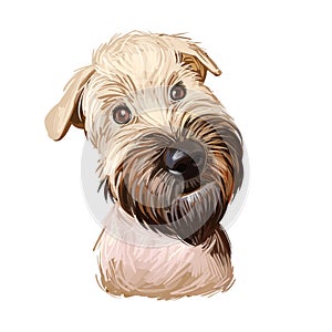 Soft coated wheaten terrier with long haired coat digital art. Closeup of watercolor portrait of pet with furry muzzle, hand drawn photo