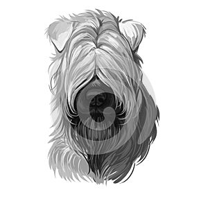 Soft coated wheaten terrier with long haired coat digital art. Closeup of watercolor portrait of pet with furry muzzle, hand drawn