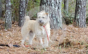 Soft Coated Wheaten Terrier mixed breed dog