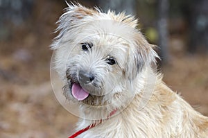 Soft Coated Wheaten Terrier mixed breed dog