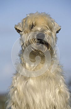 SOFT COATED WHEATEN TERRIER, PORTRAIT OF ADULT