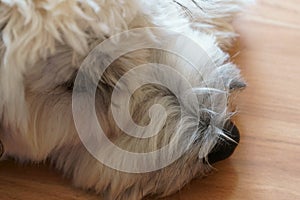 Soft coated Wheaten Terrier