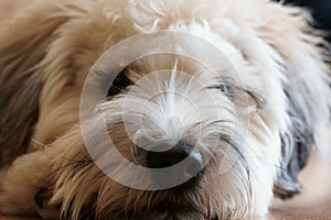 Soft coated Wheaten Terrier