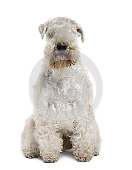 Soft-Coated Wheaten Terrier, sitting photo