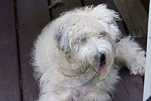 A soft Coated Wheaten Terrier