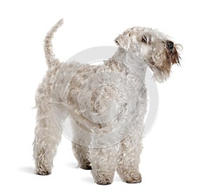 Soft-Coated Wheaten Terrier, standing photo