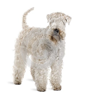 Soft-Coated Wheaten Terrier, standing