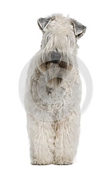 Soft-coated Wheaten Terrier, standing photo