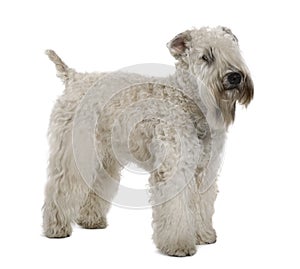 Soft-coated Wheaten Terrier, standing photo