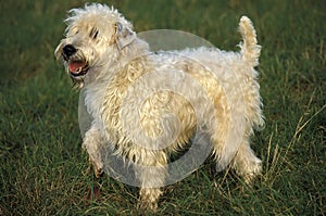 Soft Coated Wheaten Terrier standing on Grass