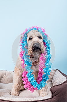 Soft-coated Wheaten Terrier in tropical blue and pink necklaces sitting on fluffy dog bed
