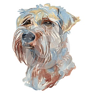 The soft-coated wheaten terrier watercolor hand painted dog port photo