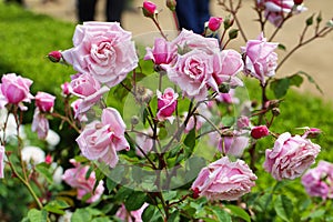 Soft color Roses photo