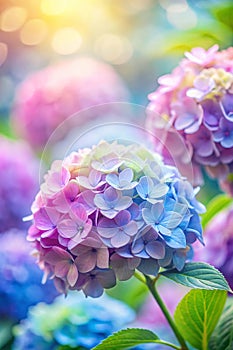 Sweet color hydrangea in soft color and blur style for background photo