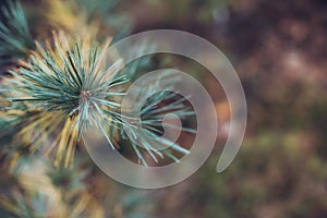 Soft colors prickly branches of a fur-tree or pine. Fluffy fir tree branch close up. background blur