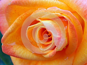 Soft Coloured Orange Rose, Convoluted Petals