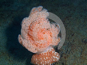 Soft coral