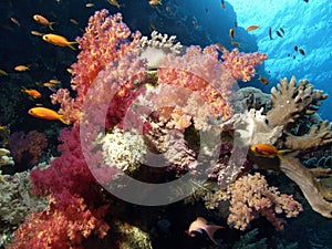 Soft coral photo