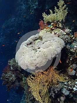 Soft coral