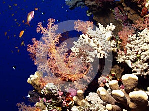 Soft coral photo