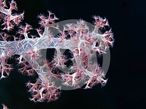 Soft coral photo