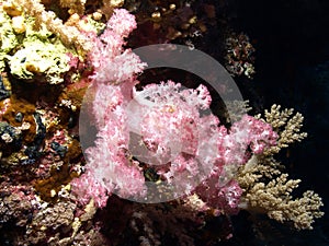 Soft coral