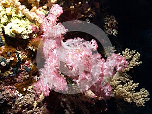 Soft coral photo