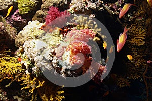 Soft coral photo