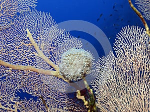 Soft coral
