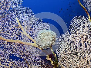 Soft coral photo