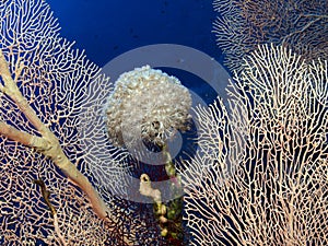 Soft coral