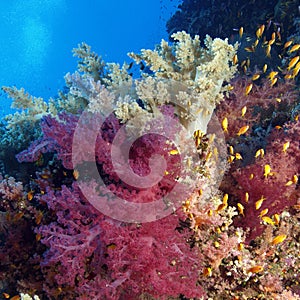 Soft coral
