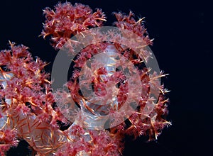 Soft coral
