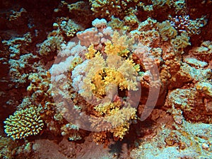 Soft coral